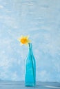 A flower of a daffodil in a blue bottle. Royalty Free Stock Photo