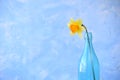 A flower of a daffodil in a blue bottle. Royalty Free Stock Photo