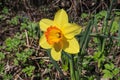 Flower daffodil in a flower bed in the garden