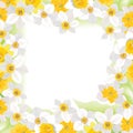Flower daffodil frame isolated on white background. Floral decor.