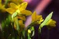 Flower daffodil growing at flowerbed. Spring background