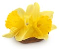 Flower daffodil over white background