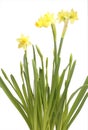 Flower of a daffodil in a pot. Royalty Free Stock Photo