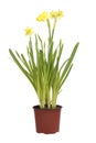 Flower of a daffodil in a pot. Royalty Free Stock Photo