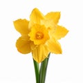 Flower daffodil on white background Royalty Free Stock Photo