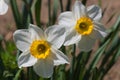 Flower Daffodils Royalty Free Stock Photo