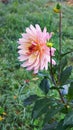 Flower of dahlia against background of green grass in autumn g
