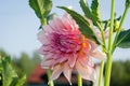 Flower Dahlia close-up Royalty Free Stock Photo