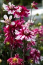 Flower dahlia dekorative Andre in the garden Royalty Free Stock Photo