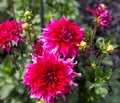 Flower dahlia dekorative Babylon Paars in the garden Royalty Free Stock Photo