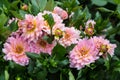 Flower dahlia dekorative Harzfee in the garden Royalty Free Stock Photo