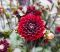 Flower dahlia dekorative Karma Choc in the garden Royalty Free Stock Photo