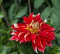 Flower dahlia dekorative Nick SP in the garden Royalty Free Stock Photo