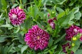 Flower dahlia dekorative Purple Pearl in the garden Royalty Free Stock Photo