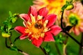 Flower of the dahlia Don Lorenzo in late summer and autumn, bumblebee on the blossom