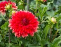 Flower dahlia Excalibur in the garden Royalty Free Stock Photo