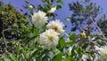 Dahlia Flower in Blue Sky perfect timming Royalty Free Stock Photo