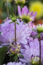 Flower Dahlia Graceland Royalty Free Stock Photo