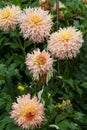 Flower dahlia Hapet Champagne in the garden Royalty Free Stock Photo