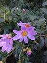 The Flower of Dahlia imperalis Royalty Free Stock Photo