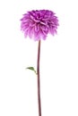 Flower dahlia isolated on white background. As an element of packaging design Royalty Free Stock Photo