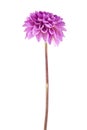 Flower dahlia isolated on white background. As an element of packaging design Royalty Free Stock Photo
