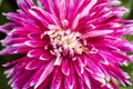 Flower of a Dahlia Jayne Royalty Free Stock Photo