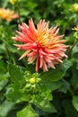 Flower dahlia kaktus Gatsby in the garden