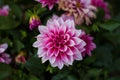 Flower Dahlia Optic Illusion in garden close up Royalty Free Stock Photo