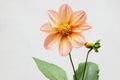 Flower of Dahlia pinnate