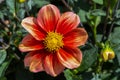 Dahlia \'Schloss Reinbek Royalty Free Stock Photo