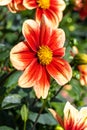 Dahlia \'Schloss Reinbek Royalty Free Stock Photo
