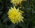 Flower dahlia semi - kaktus Dutch Boy in the garden