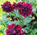 Flower dahlia semi - kaktus Rip City in the garden Royalty Free Stock Photo