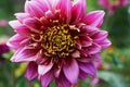 Flower of dahlia Dahlia variety Vancouver with a violet inflorescence growing in the foothills of the Caucasus