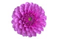 Flower dahlia on white background in isolation Royalty Free Stock Photo