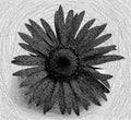 Flower daisy black and white Royalty Free Stock Photo