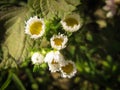 Flower daisy close-up macro dew.  White daisy flower in the morning dew Royalty Free Stock Photo