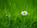 Flower, daisy and ecology or grass for sustainability, horticulture and conservation of meadow. Plants, garden and Royalty Free Stock Photo