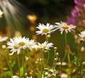 Flower, daisy and ecology in nature for sustainability, horticulture and conservation of meadow. Plants, garden and Royalty Free Stock Photo