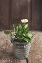 Flower daisy in a flowerpot on a wooden old brown table, close-up. Concept of gardening Royalty Free Stock Photo