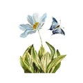 Flower daisy insect butterfly grass a watercolor