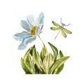 Flower daisy insect dragonfly grass a watercolor Royalty Free Stock Photo