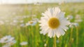 Flower of daisy is swaying in the wind. Chamomile flowers field with green grass. Macro view. Royalty Free Stock Photo