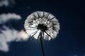 Flower dandelion fluffy seeds against a blue sky in the bright l