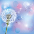 Flower dandelion on light blue - pink background