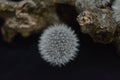 Flower dandelion. One Aerial white dandelion flower close-up on a black background