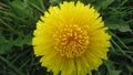 Flower dandelion is opening its blossom - time lapse