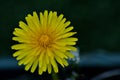The Flower From A Dandelion Plant
