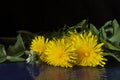 Flower dandelion with reflection on black background Royalty Free Stock Photo